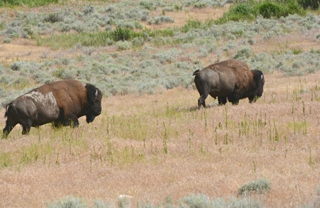 Bison pair wandering thru sagebrush and prairie grass.