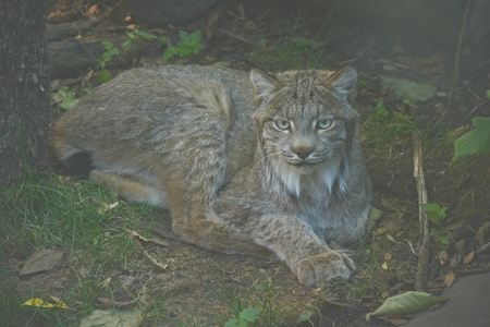 Shaded Canada lynx laying down on rocky ground.の写真素材