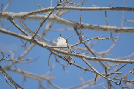 White breasted nuthatch perching on a bare tree limb.の写真素材