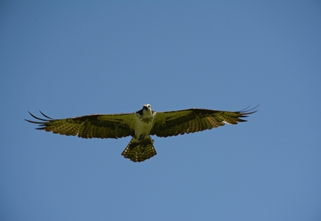 High flying northern osprey carrying fish in its talons.の写真素材