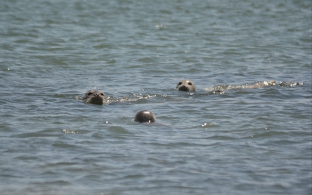 Three harbor seals surfacing in oceanic environment.の写真素材