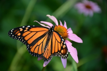 Monarch butterfly taking nectar from purple blossom.の写真素材
