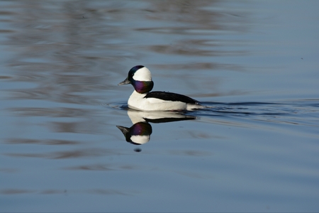 Drake bufflehead duck swimming in a freshwater pool.の写真素材
