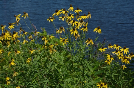 Yellow cone flower blossoms and a  river background.の写真素材