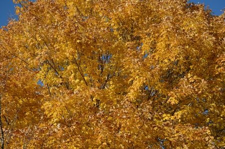 Peak autumn color on maple tree with a deep blue sky.