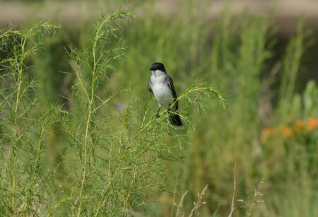 Summer view of an eastern kingbird perching in field.