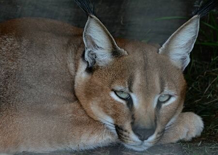 Engaging shaded closeup of a Caracal wild cat.