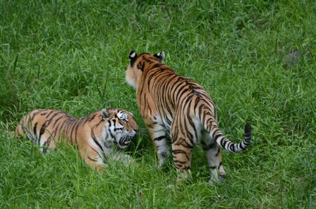 Two Siberian tigers interacting in lush green meadow.の写真素材