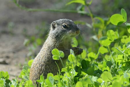 Franklin's ground squirrel foraging in green foliage.