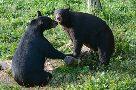 Two black bears interacting in a summer meadow.の写真素材