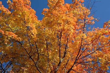 Bright autumn maple foliage against deep blue sky.