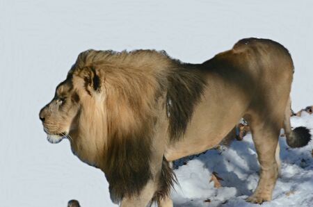 African lion male walking thru a winter environment.の写真素材