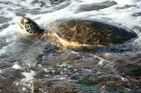 Sea turtle swimming in roiling surf off Oahu Island, HI.の写真素材