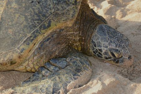 Shaded pacific green sea turtle resting on sandy beach.