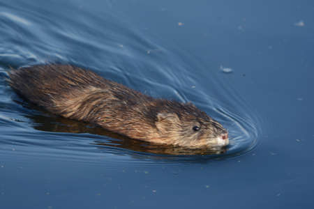 Striking seasonal closeup of a North American muskrat swimming thru a tranquil pond environment.の写真素材