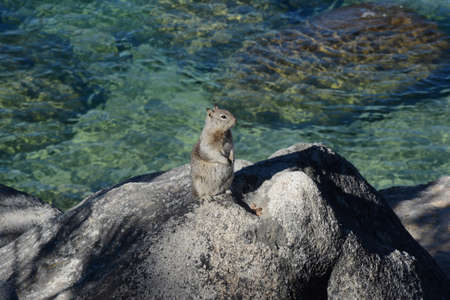 Sunny capture of a Douglas squirrel standing atop a large rock in Lake Tahoe Nevada State Park.
