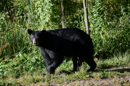 Bright summer capture of a young black bear roaming thru a forest clearing.
