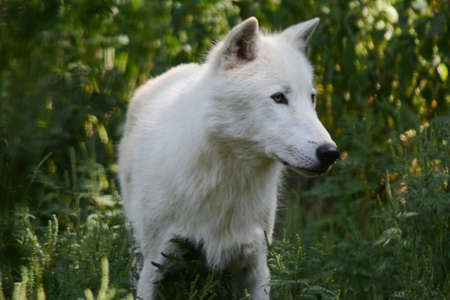 Shaded summer portrait of a white arctic wolf, standing still in an upland forest habitat.