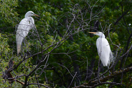 Striking spring capture of two American egrets standing upon branches in an upland forest habitat.