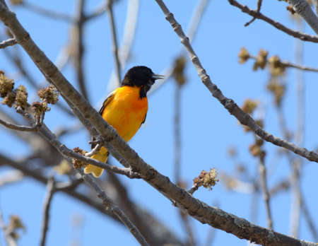 Sunny spring closeup of a northern  oriole perching on a long tree branch.