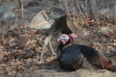 Spring closeup on a pair of wild turkeys occupying an upland forest clearing.の写真素材