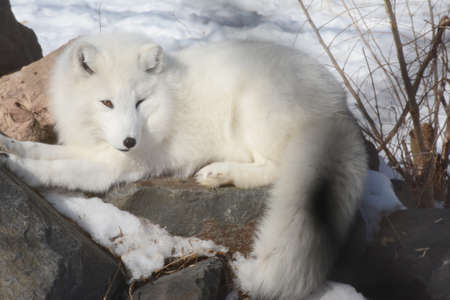 Engaging winter closeup of a white arctic fox resting atop a large rock at the Como Zoo in...