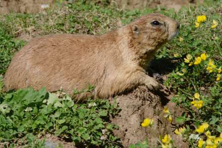 Bright summer closeup of a North American prairie dog laying atop its den in a flowering meadow.