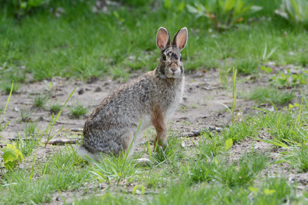 Spring capture of an alert cottontail rabbit standing up in a green meadow habitat.の写真素材