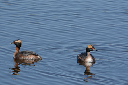 Spring capture of a pair of North American horned grebes swimming in a freshwater environment.