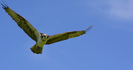 Striking capture of a majestic northern osprey soaring thru a bright blue sky.の写真素材