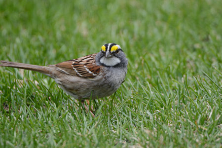 Spring closeup of a solitary white-throated sparrow sitting in a patch of green grass.