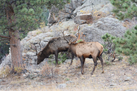 Autumn capture of two adult bull elk grazing together in a rock strewn meadow, at Rocky Mountain National Park, northern Colorado.の写真素材