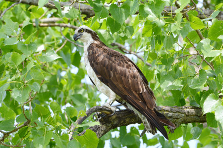 Summer capture of a regal North American osprey sitting on a large branch in an upland forest...
