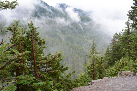 An overlook on vivid interplay of fog and evergreen flora in Mount Rainier National Park, Washington state.の写真素材