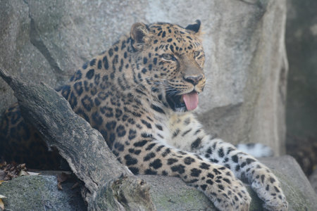 Closeup of an adult male Amur leopard, resting on a large rock at the Minnesota Zoo.の写真素材