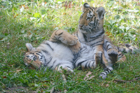 Engaging autumn closeup of a pair of Amur tiger cubs, playing together in a grassy meadow at the Minnesota Zoo.の写真素材