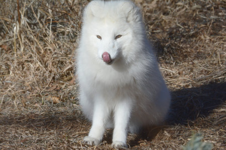 Bright portrait of a young white arctic fox sitting still in a dry grassy field.