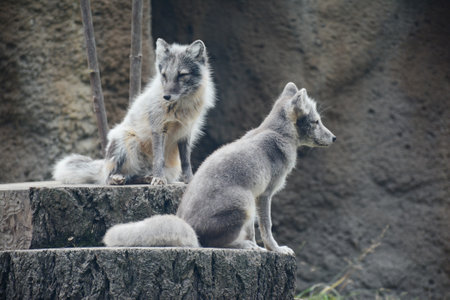 Appealing closeup of a pair of young arctic fox, on seasonal exhibit at the Point Defiance Zoo in Tacoma.の写真素材