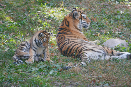 Engaging shaded capture of an Amur/Siberian tiger mother and cub, at ease in grassy autumn habitat...