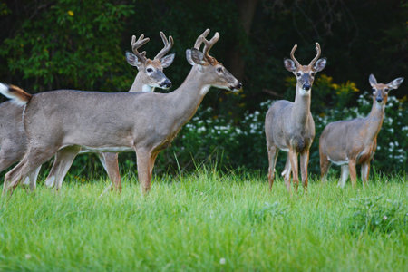 Summer capture of a group of whitetail deer, three bucks and one doe, standing close together in a green meadow habitat.の写真素材