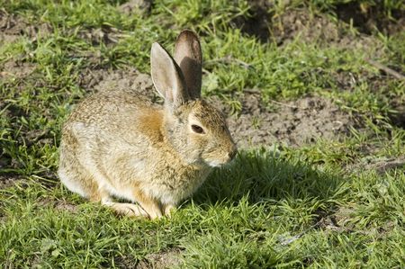 rabbit sitting and waiting
