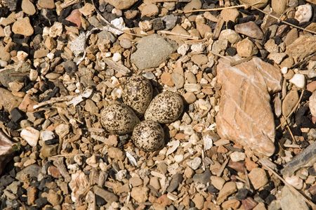 Kill-deer eggs  nestled in the stoneの写真素材