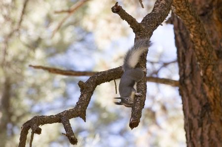 A rare Aberts squirrel which is found in New Mexico, Colorado, Montana, Arizona, Utah and Mexicoの写真素材