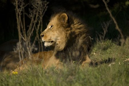 Lion king resting, would you want to be this close to him and on the ground?の写真素材