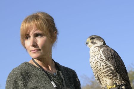 Falconer with Peregrine Falcon crossbred with a Prarie Falcon and Gyrfalcon mix sitting on gloved...