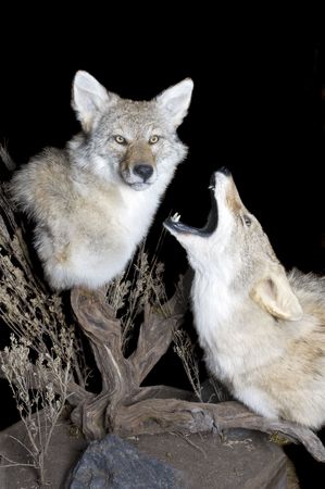 Taxidermy mount of two coyotes in typical scenic setting on a black background