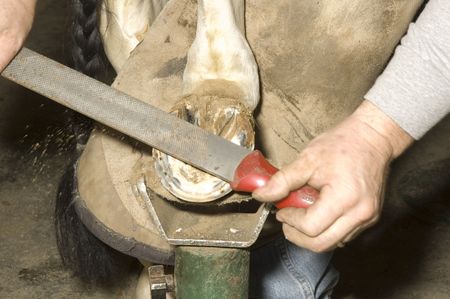 Farrier cleaning horse hoofready for mounting on horseshoeの写真素材