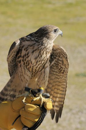 Merlin/Geofalcon crossbred sitting on the glove of a falconer