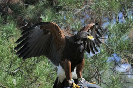 Harris hawk sitting on the glove of a falconer with wings spread