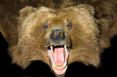 Grizzly bear rug with close up of head showing teeth の写真素材